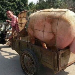 Việt Nam: Thủ tướng chỉ đạo tăng cường thu mua, cấp đông thịt lợn
