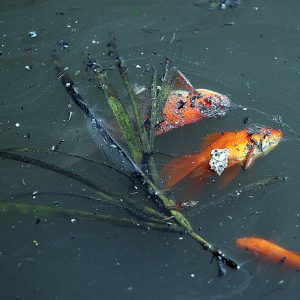 Cá chép chết nổi lềnh bềnh ít phút khi vừa được phóng sinh ở sông Tô Lịch