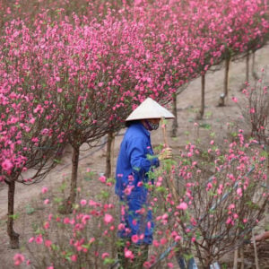 Vietnam: Opinion about Prime Minister’s forbidding use of mountainous peach trees for New Year’s decoration