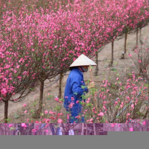 Vietnam: Opinion about Prime Minister’s forbidding use of mountainous peach trees for New Year’s decoration