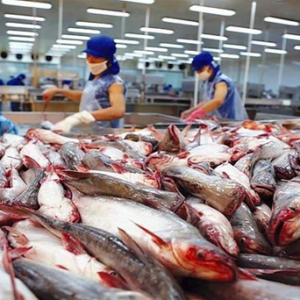 Global demand for Vietnamese seafood is high but local production halted