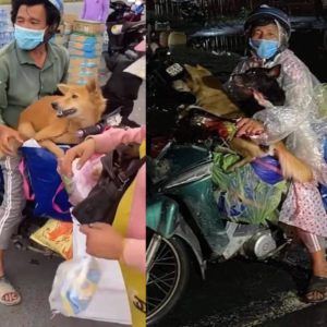 Việt Nam: Cà mau giết 15 con chó – chấn động dư luận quốc tế
