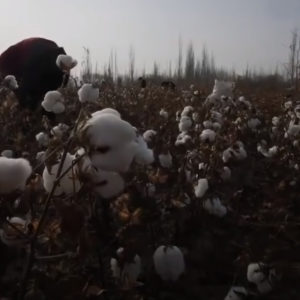 Vietnam is accused of importing cotton grown in Xinjiang, China for re-export