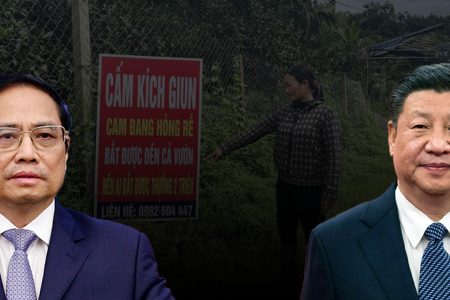 Giun tặc tàn phá vườn cam để kích giun bán cho Trung Quốc