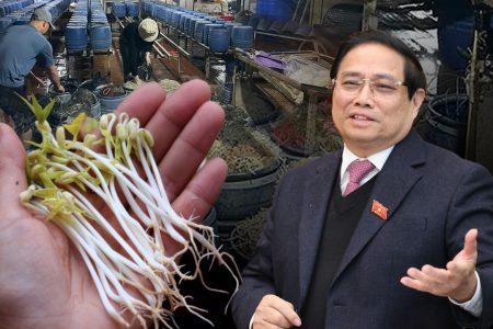 “Giá đỗ hóa chất ngập chợ – Ban quản lý an toàn thực phẩm quốc gia đang… ngủ trưa?”