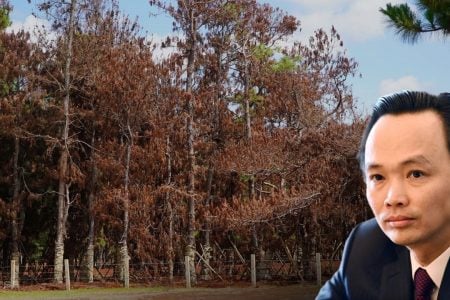 RỪNG THÔNG ĐẮK ĐOA CHẾT DẦN SAU DỰ ÁN SÂN GOLF FLC BỎ HOANG